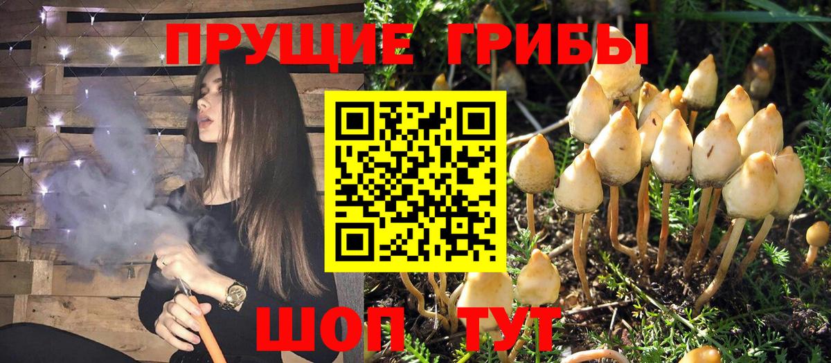 Псилоцибиновые грибы Psilocybe  Вход с VPN  где продают наркотики  Шадринск 